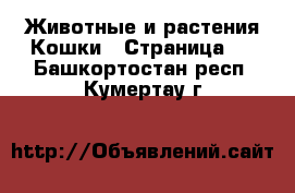 Животные и растения Кошки - Страница 2 . Башкортостан респ.,Кумертау г.